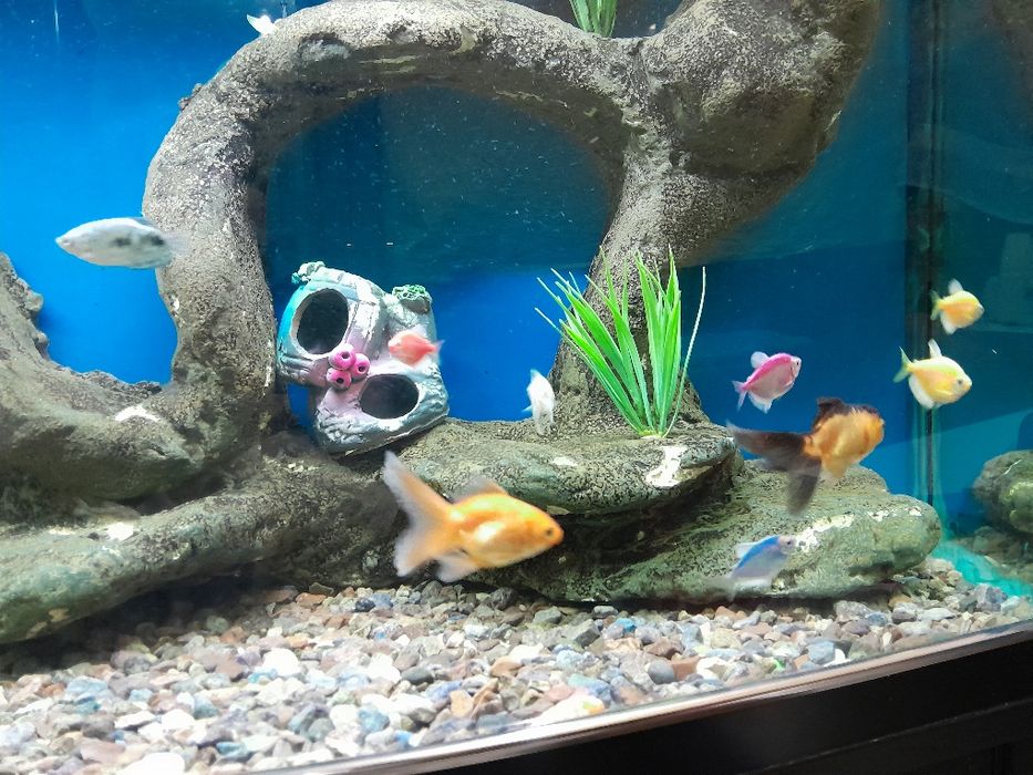 Akvaryum Baliqlari