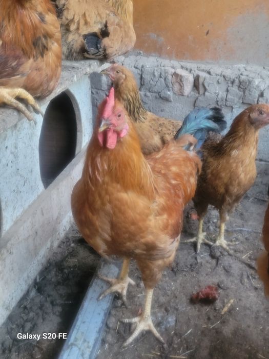 Кученский юбилейный