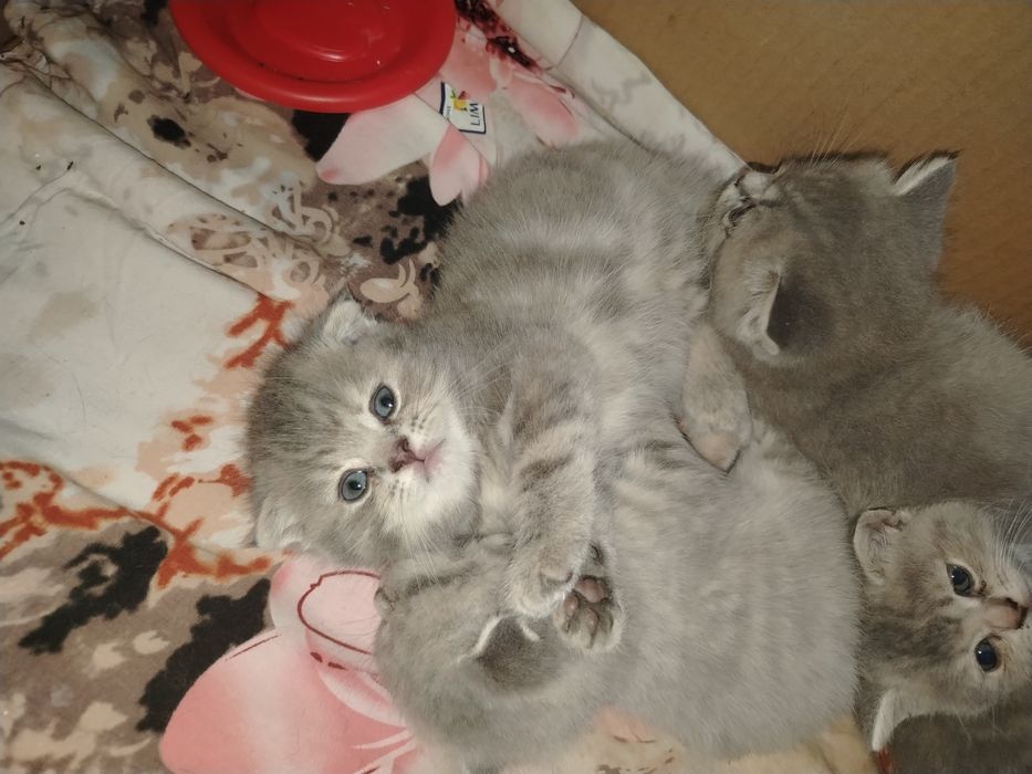 Mushukchalar sotiladi