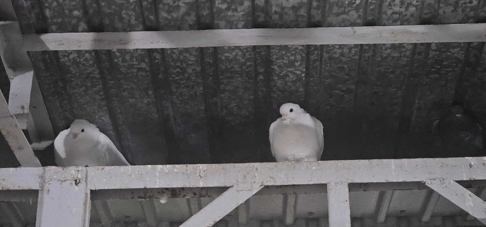 Голуби породистые