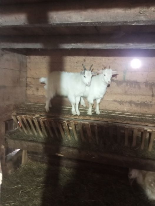 Vand doi iezi mai multe detalii la telefon