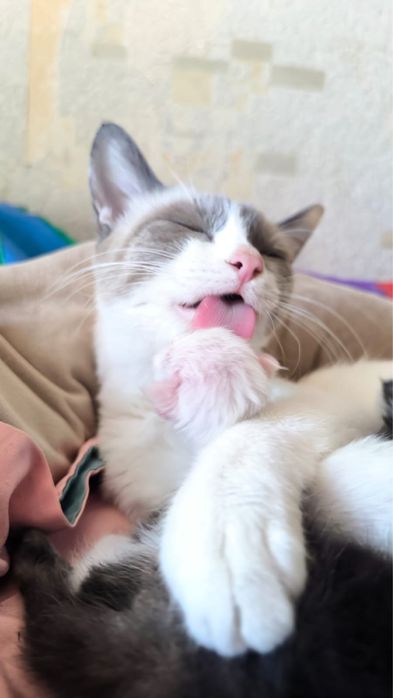 Сиамская кошка 1 год