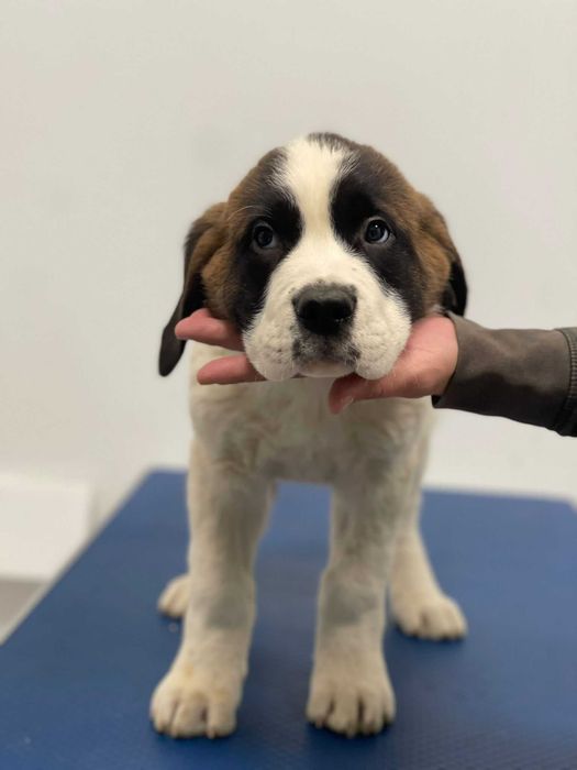 Femela Saint Bernard cu pedigree - par scurt