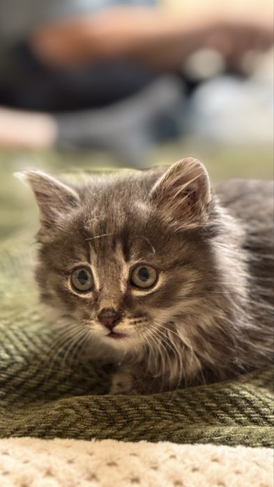 Котенок в поиске дома