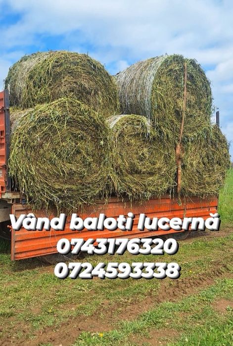 Vând porumb, cartofi , grâu , lucernă infoliat