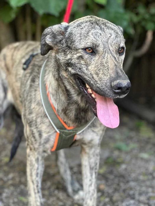 ТАЙГЪР търси дом