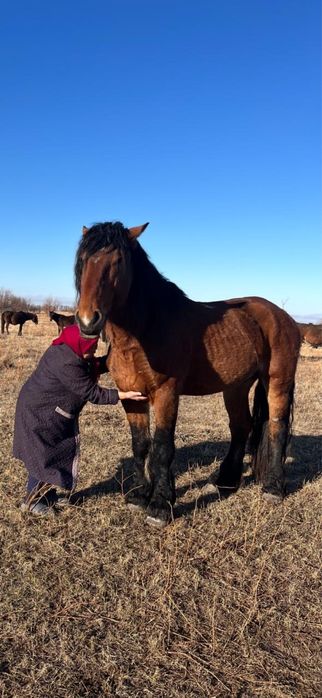 Жеребец Владимирский Тяжеловоз 7 лет