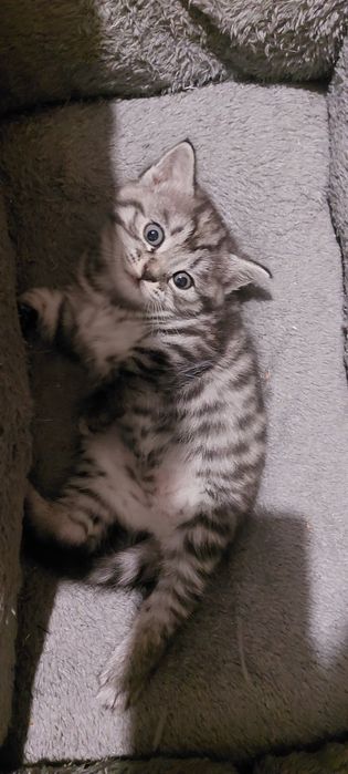 Котята вислоушки