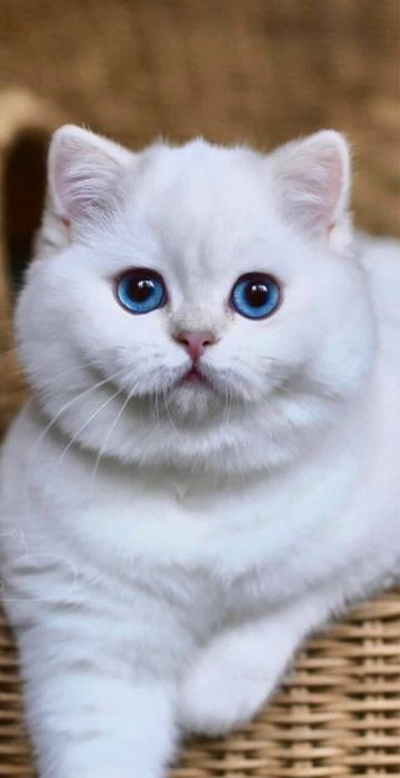 Вязкага киз мушукларни таклиф киламиз