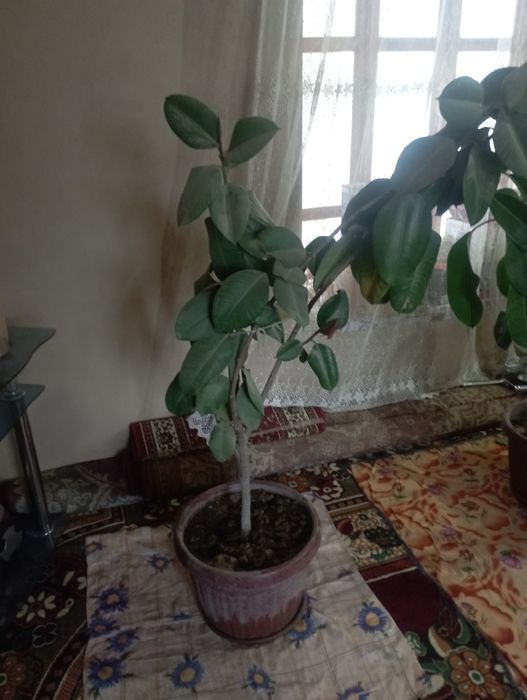 Gul qora shahzoda+malika