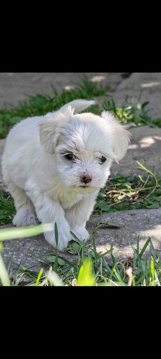Pui bichon maltez