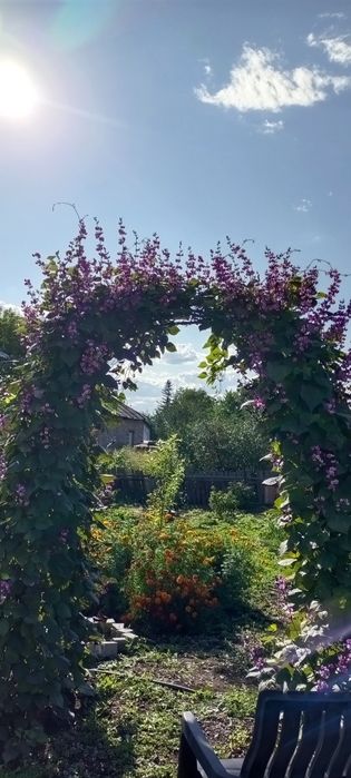 Семена долихоса500т