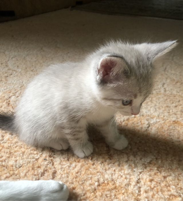 Породистые котята