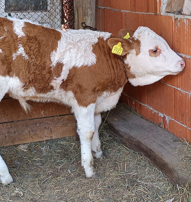 Vând vițel bălțat românesc