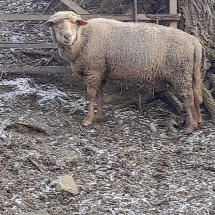 Vând 1 berbeci ciuti rasa tigae Roșie 800 lei bucata