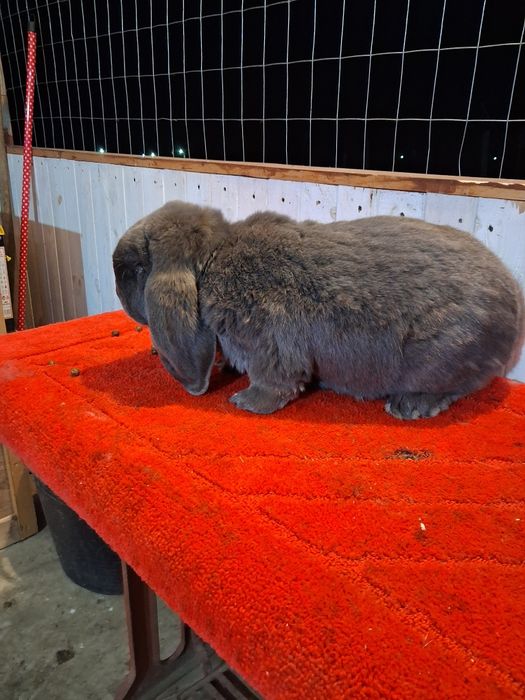 Vând Mascul berbec german Albastru