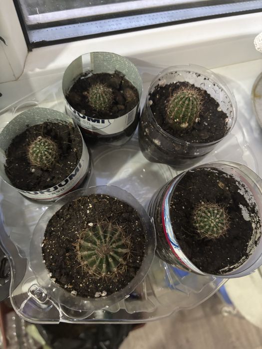 Комнатные цветы  герань,  кактус