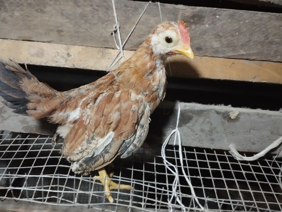 Бентамкалар балапандары.