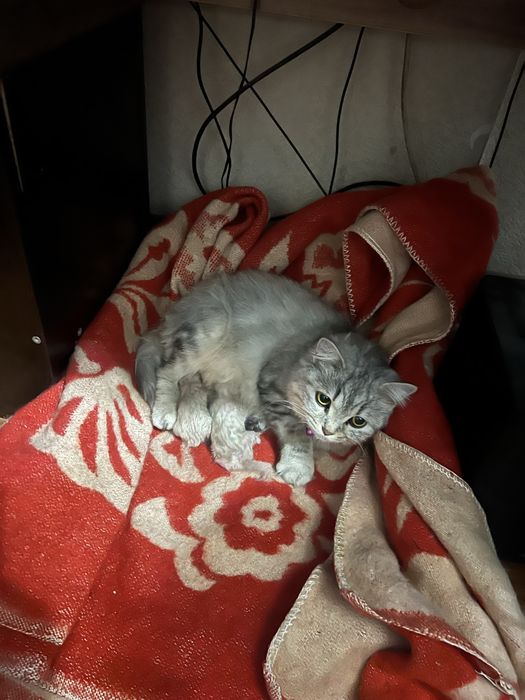 Продаю котенка девочка 7 недель.
