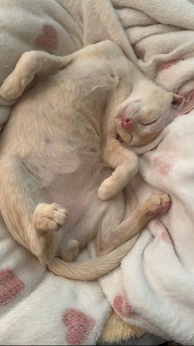 Продается Кот Пародистый