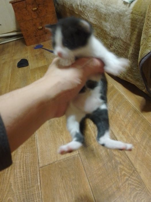 Отдам Даром Котят