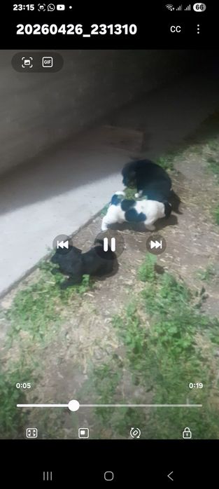 6 күшік,  тегін беремін