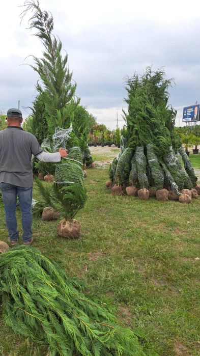 Cupressocyparis Leylandii pentru Gard Viu Dens și Elegant