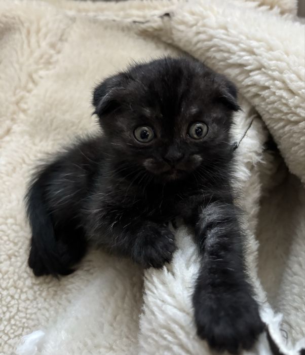 Продам шотландских котят