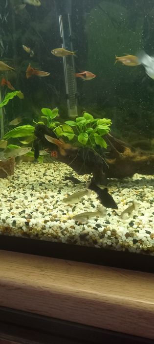 Аквариумные  рыбки