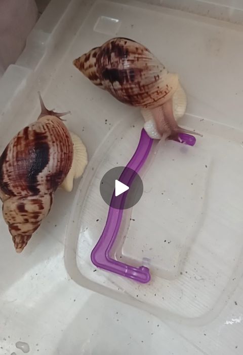 Ретикулята стандарт 14 14,5 15 см