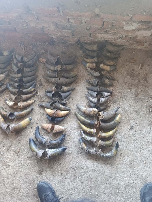 Кравешки рога ...