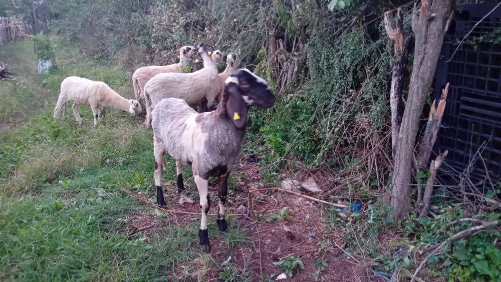 Ofertă   5 oi si un berbec  toate de rasă