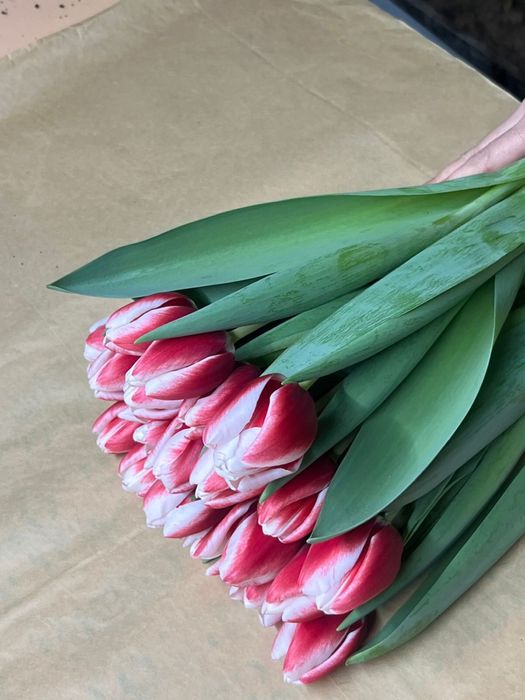 Тюльпаны оптом и в розницу