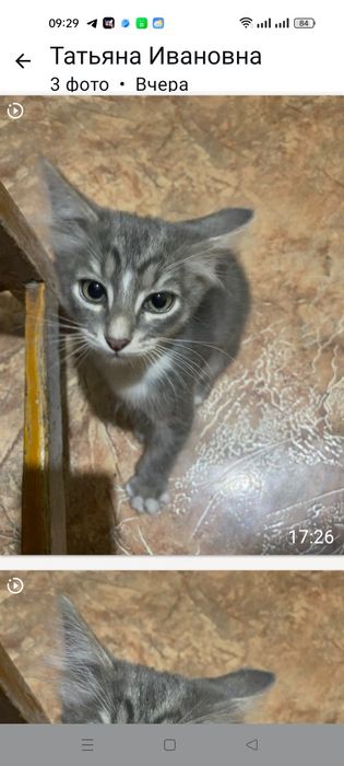 Отдаю бесплатно котенка