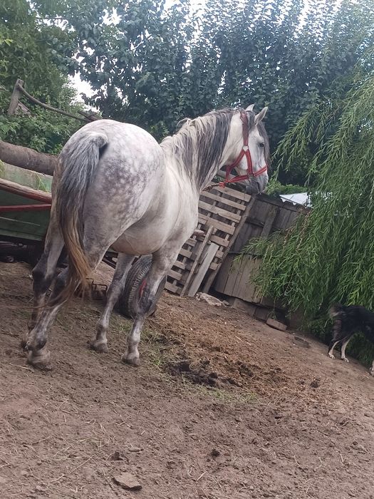 cal de vânzare talie mare