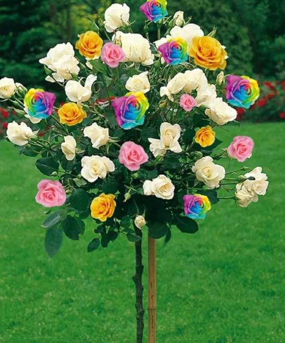 Trabdafiri Pomisori în 3 Culori