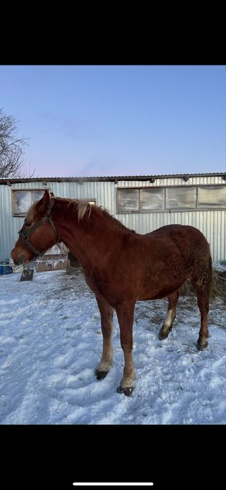 Жеребчик полторашка.