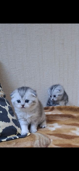 Котята шишила продажа