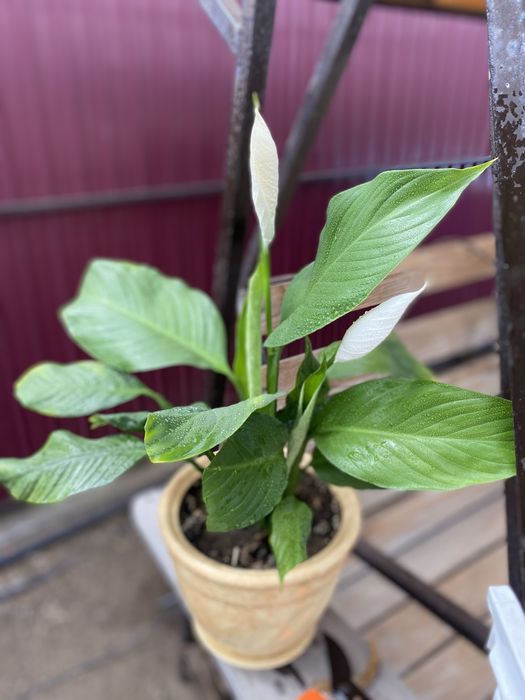 Спатифилум (женское счастье)