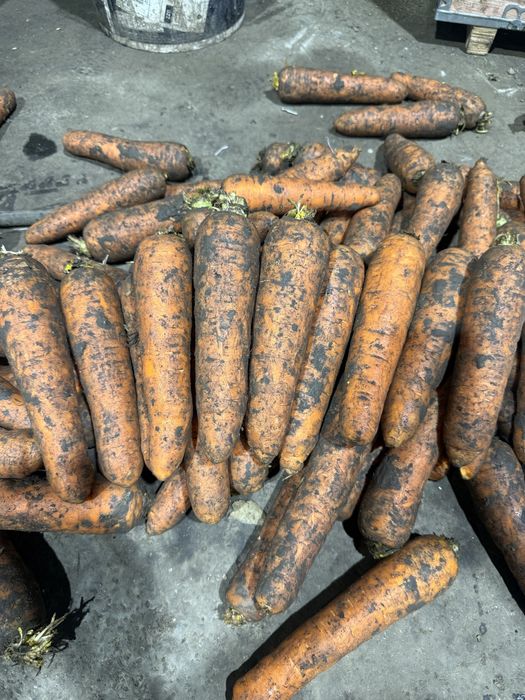 Морковь сорт Боливар