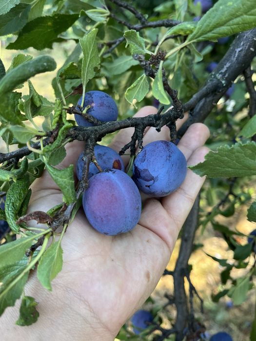 Vand prune proaspete