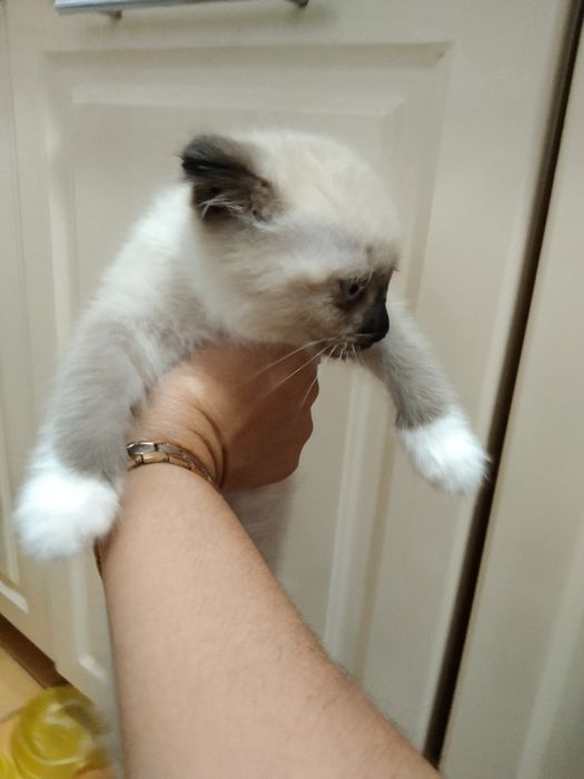 Отдам вислоухую красоточку