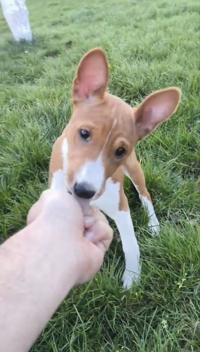 Кученца порода basenji