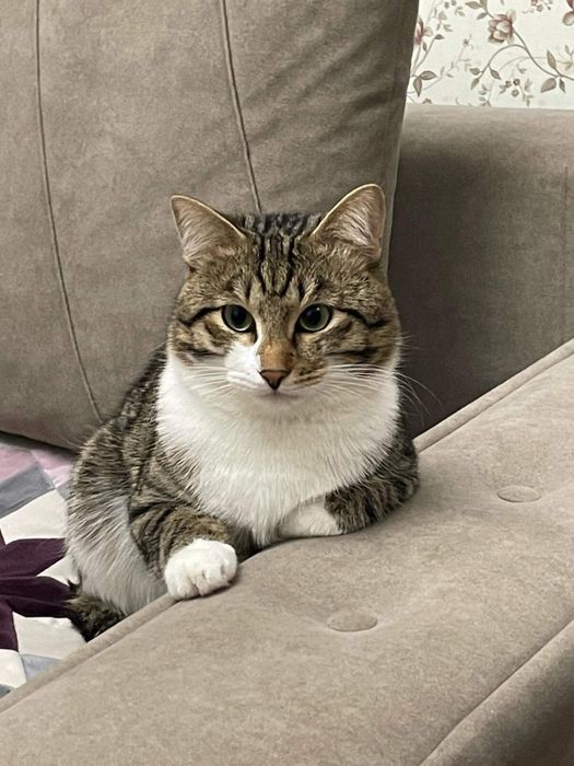 Отдадим кота в добрые руки