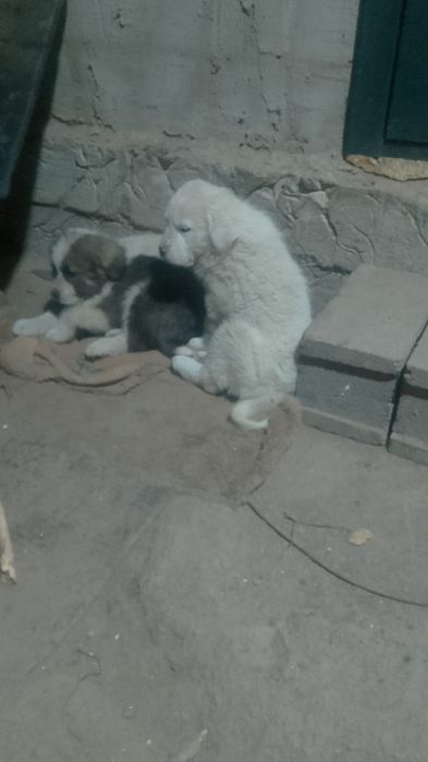 продам щенят алабая чистые