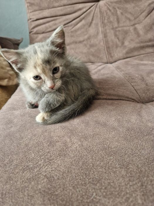 Отдадим даром котёнка