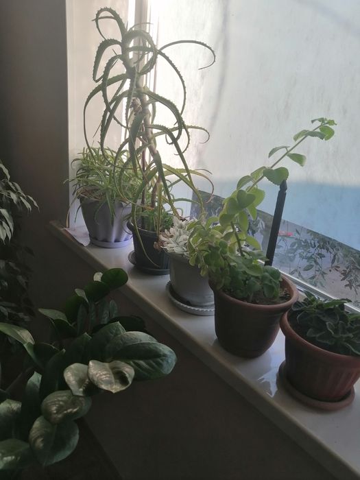 Продам комнатные цветы.