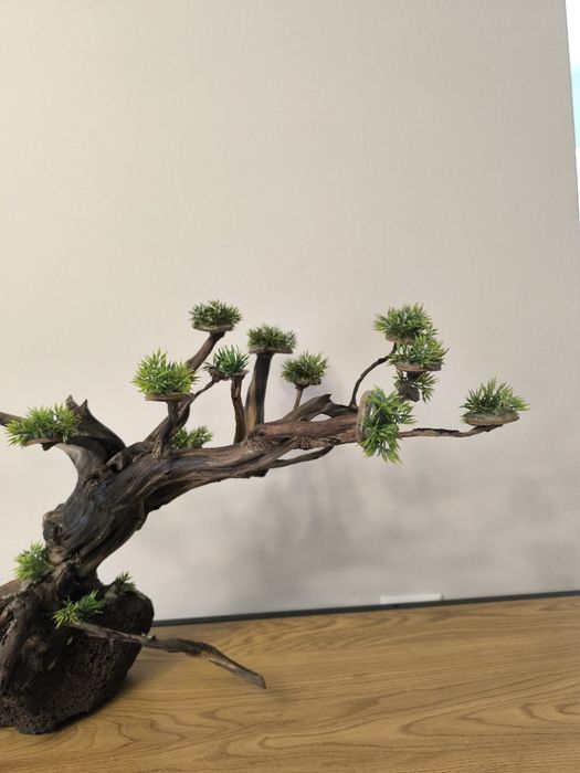 Бонсай за аквариум за Варна