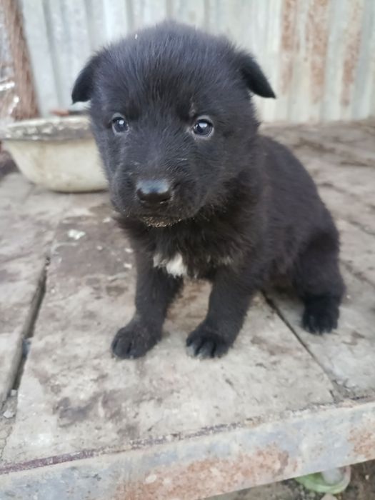 Щенки немецкой овчарки