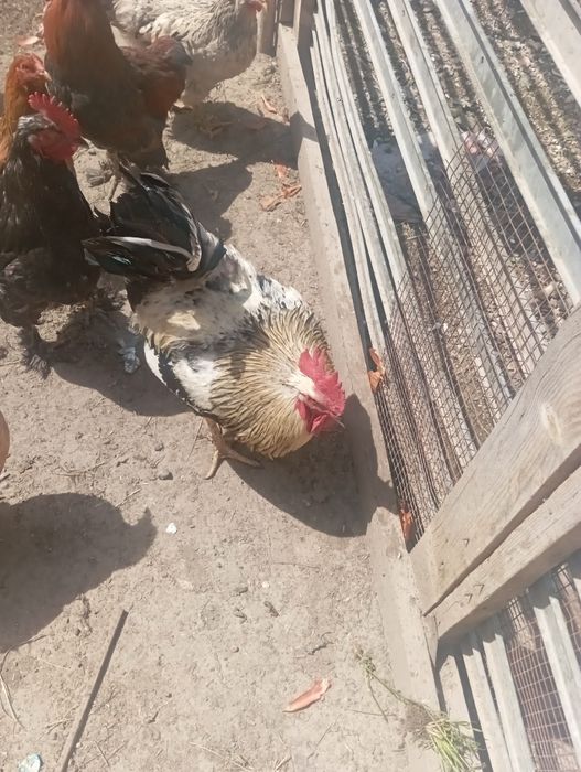 Әтеш сатамын ірі тұқымды